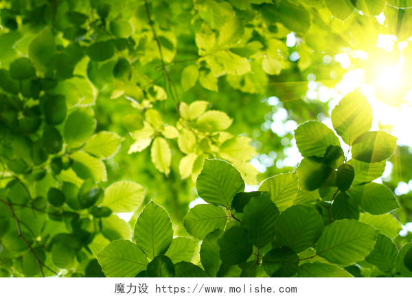 夏天阳光照射绿叶绿叶